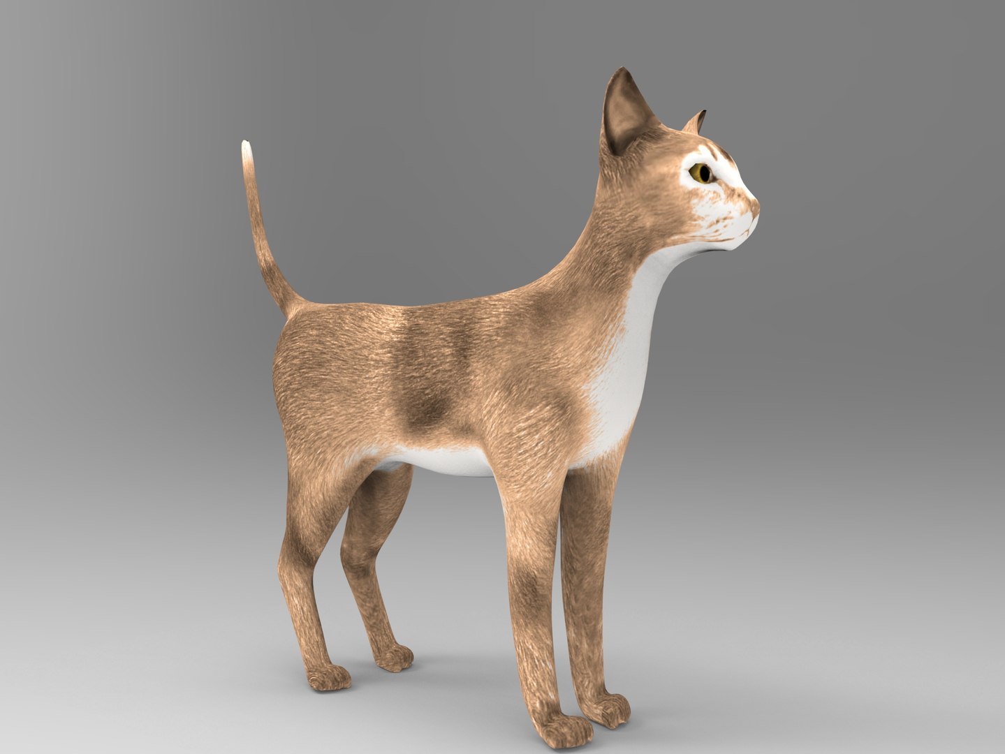 Cat Ready : 3d Model