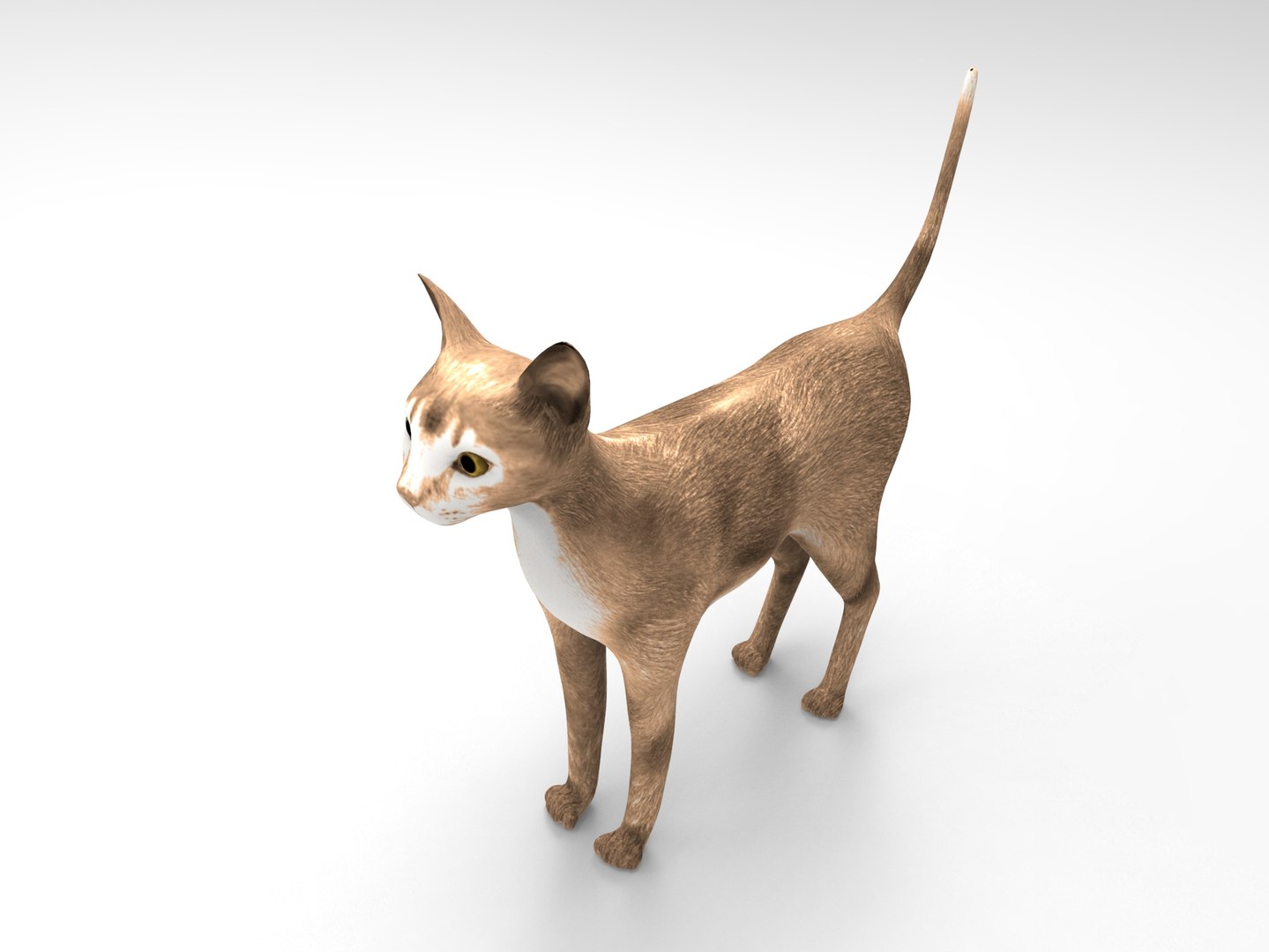Cat Ready : 3d Model