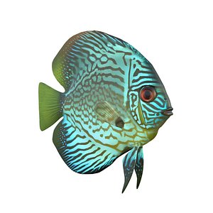 Cobalt Discus Fsh