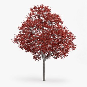 3d c4d northern red oak 13