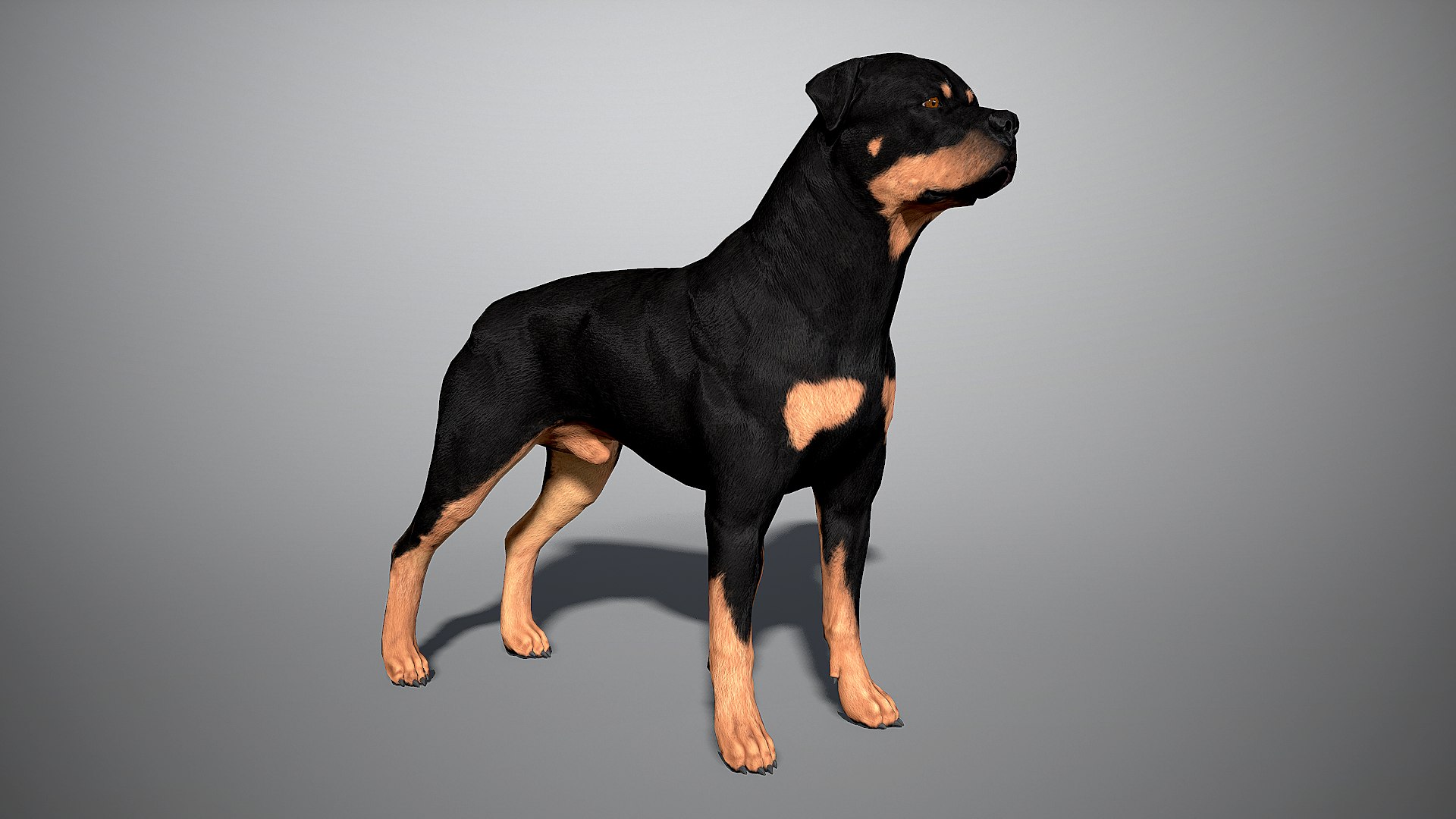 3ds guard dog pack https://p.turbosquid.com/ts-thumb/Ex/GFacbU/FPhS52YF/rottweiler_by_alexlashko_marmoset_01/png/1472649708/1920x1080/fit_q87/c683827feabbb4ff3c4b6e088405dfd474da4409/rottweiler_by_alexlashko_marmoset_01.jpg
