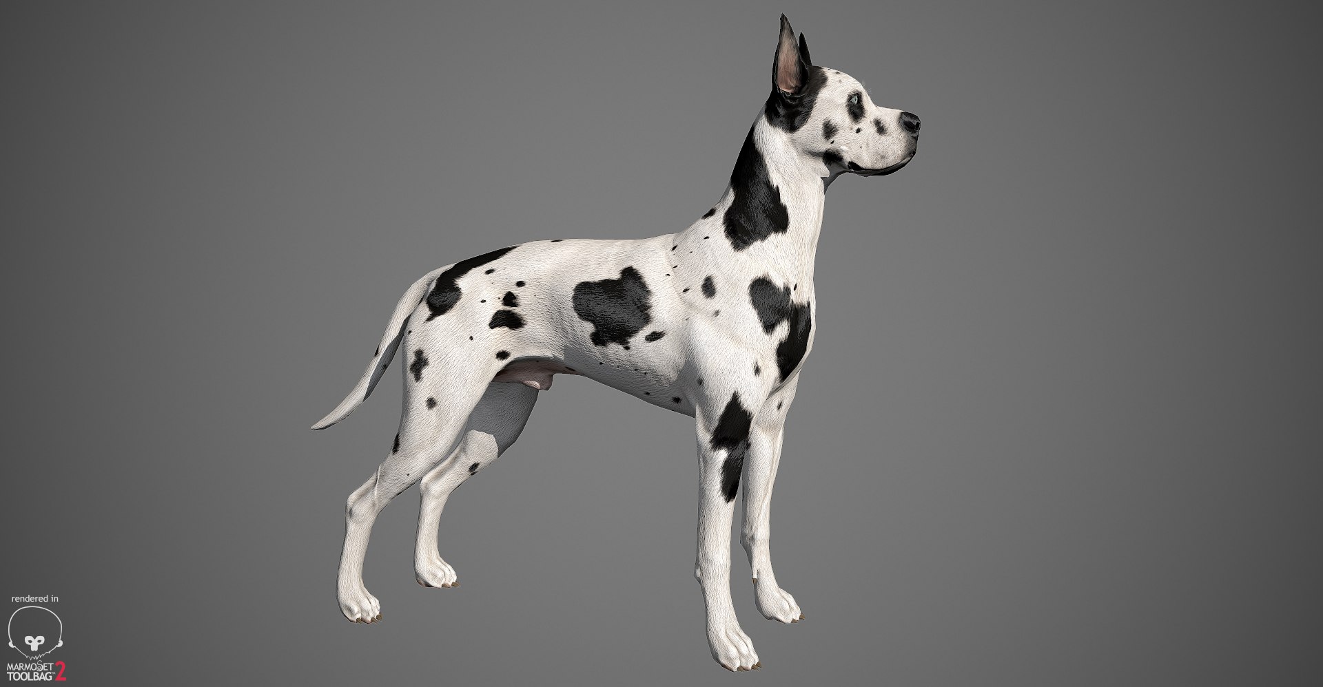 3ds guard dog pack https://p.turbosquid.com/ts-thumb/Ex/GFacbU/MLG3CvuQ/greatdane_marmoset_harl_02/jpg/1472653257/1920x1080/fit_q87/cf464d835453080d23cd048722fe644fbfe337db/greatdane_marmoset_harl_02.jpg