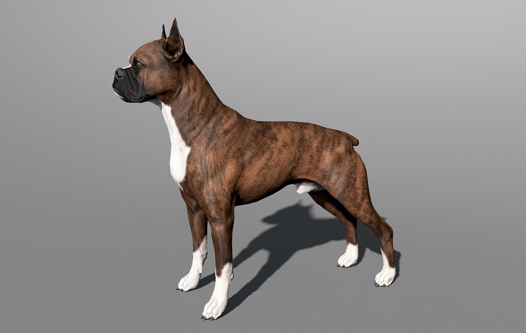 3ds guard dog pack https://p.turbosquid.com/ts-thumb/Ex/GFacbU/QWGQNzJB/boxer_by_alexlashko_preview_15/jpg/1472652138/1920x1080/fit_q87/e17fc587a860832bfbb4cedb490d714942932297/boxer_by_alexlashko_preview_15.jpg