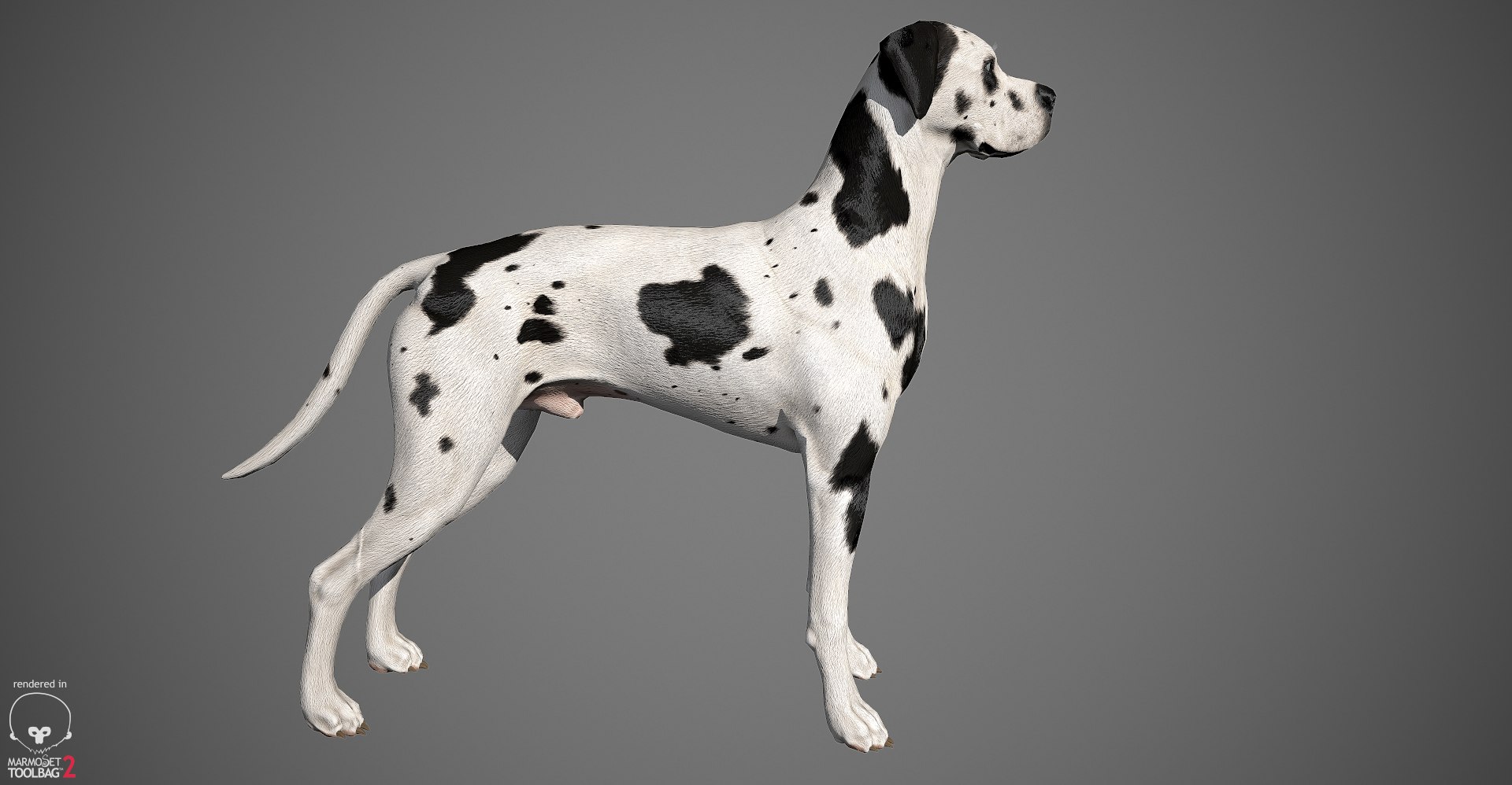 3ds guard dog pack https://p.turbosquid.com/ts-thumb/Ex/GFacbU/eVpBBDms/greatdane_marmoset_harl_15/jpg/1472653258/1920x1080/fit_q87/b990e4279dcb025441f50c9ea805a549b46c2fb4/greatdane_marmoset_harl_15.jpg
