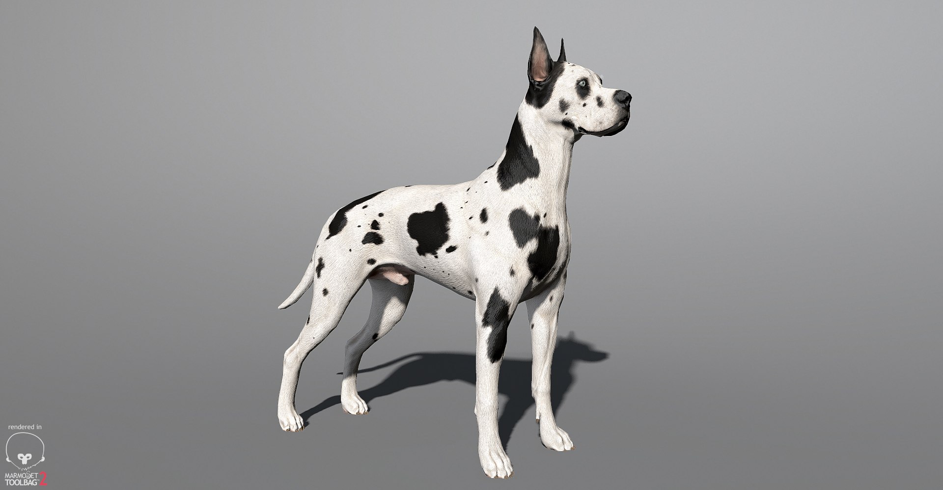 3ds guard dog pack https://p.turbosquid.com/ts-thumb/Ex/GFacbU/hC7c9XR2/greatdane_marmoset_04/jpg/1472653257/1920x1080/fit_q87/83098b7c303ff60e983ff372f2ed0736fe9c052b/greatdane_marmoset_04.jpg