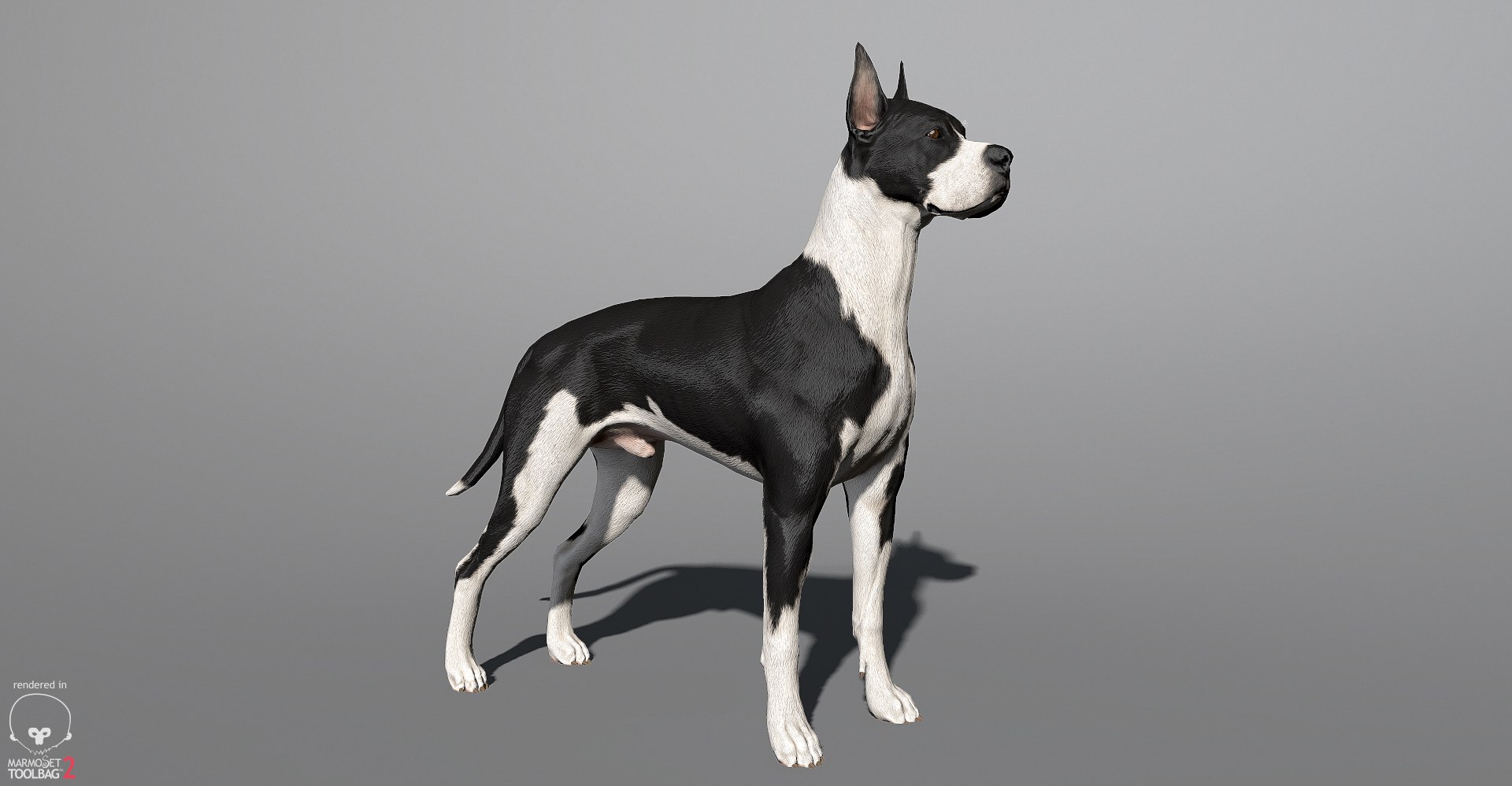 3ds guard dog pack https://p.turbosquid.com/ts-thumb/Ex/GFacbU/iOgZoy4p/greatdane_marmoset_05/jpg/1472653257/1920x1080/fit_q87/89e405359c74d53e6e2f5db9105e8d18bb5bfa73/greatdane_marmoset_05.jpg