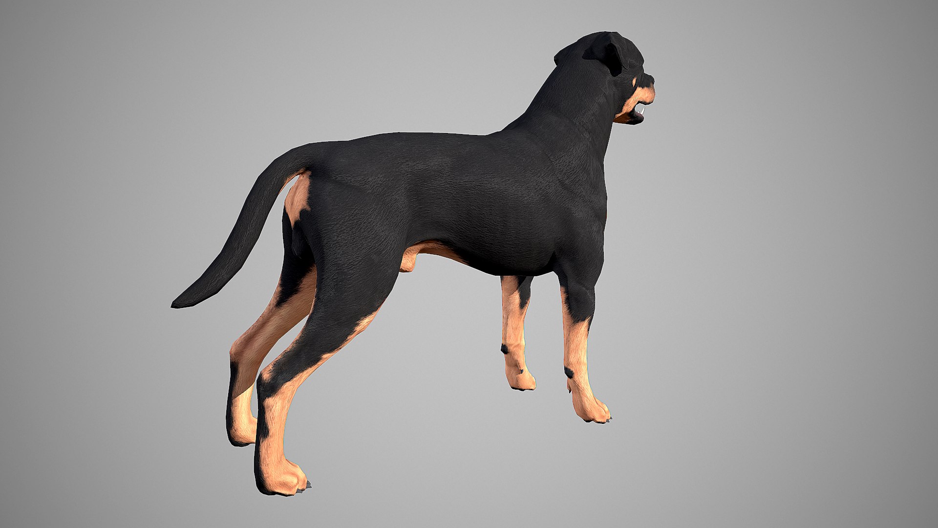 3ds guard dog pack https://p.turbosquid.com/ts-thumb/Ex/GFacbU/opGGLVCC/rottweiler_by_alexlashko_marmoset_17/png/1472649709/1920x1080/fit_q87/70f7a5b1c3e3912b2e03f8aeedd512fc27aa22f0/rottweiler_by_alexlashko_marmoset_17.jpg