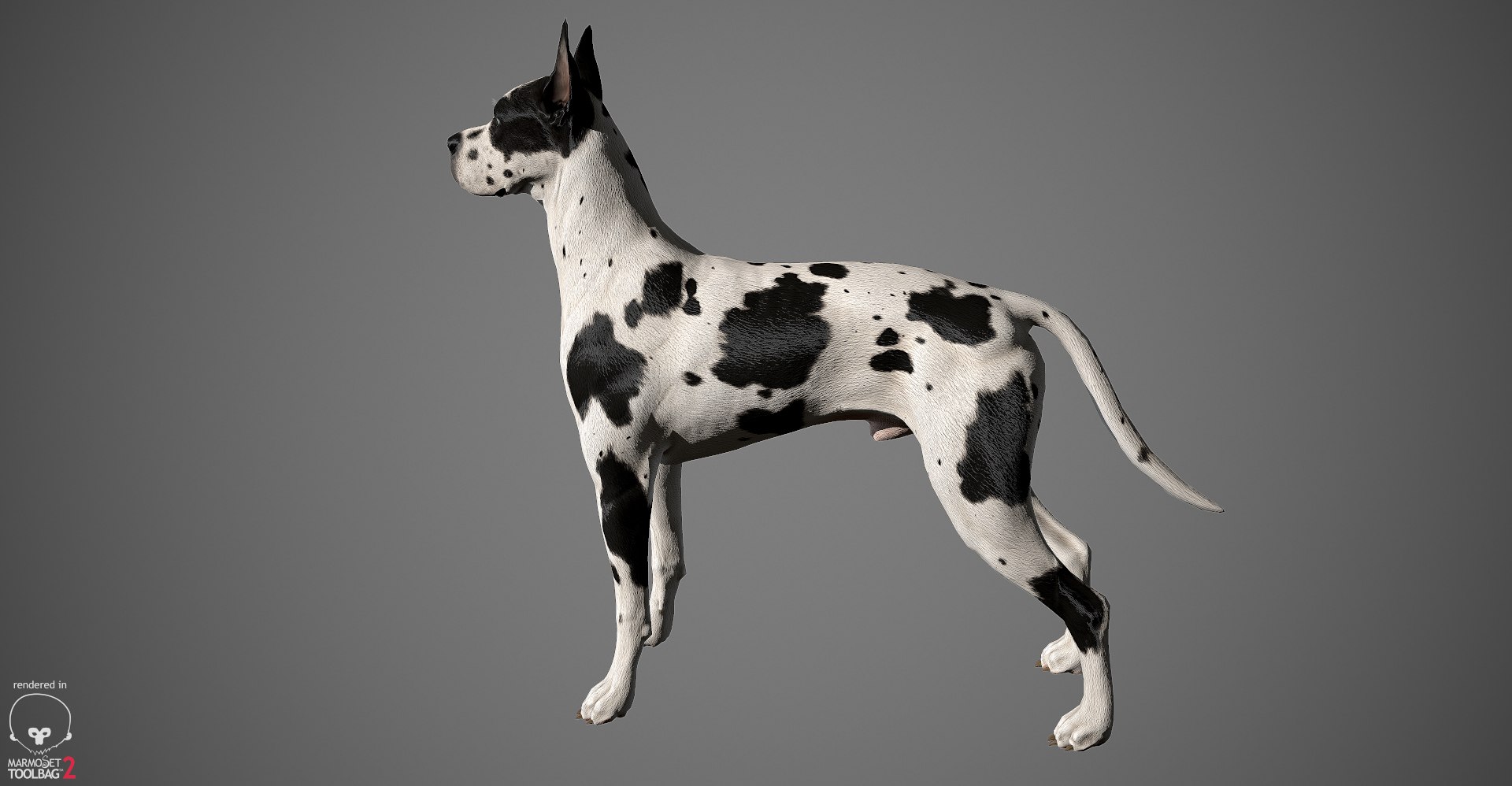 3ds guard dog pack https://p.turbosquid.com/ts-thumb/Ex/GFacbU/qMEeoY7g/greatdane_marmoset_harl_05/jpg/1472653257/1920x1080/fit_q87/751d08dd44da152bda1f6d8b22604e3242c61d7f/greatdane_marmoset_harl_05.jpg