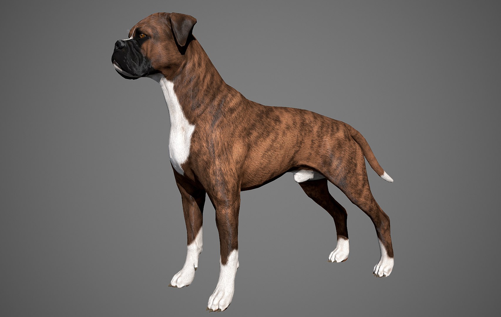 3ds guard dog pack https://p.turbosquid.com/ts-thumb/Ex/GFacbU/sIGdglCY/boxer_by_alexlashko_preview25a/jpg/1472652138/1920x1080/fit_q87/d8db3cd41b94eebab304e6eea2d4d50d69cb1b78/boxer_by_alexlashko_preview25a.jpg