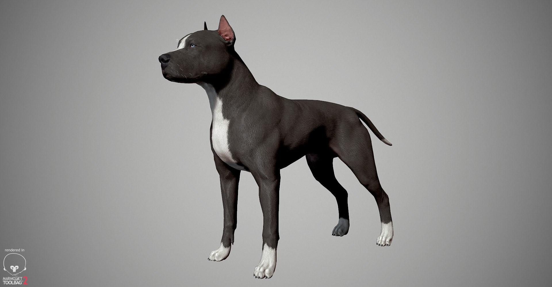 3ds guard dog pack https://p.turbosquid.com/ts-thumb/Ex/GFacbU/tdqg181l/pitbull_by_alexlashk_marmoset_07/jpg/1472646619/1920x1080/fit_q87/ac29dc24c3b4d737d82aab96c0fe1df2e718bdc8/pitbull_by_alexlashk_marmoset_07.jpg