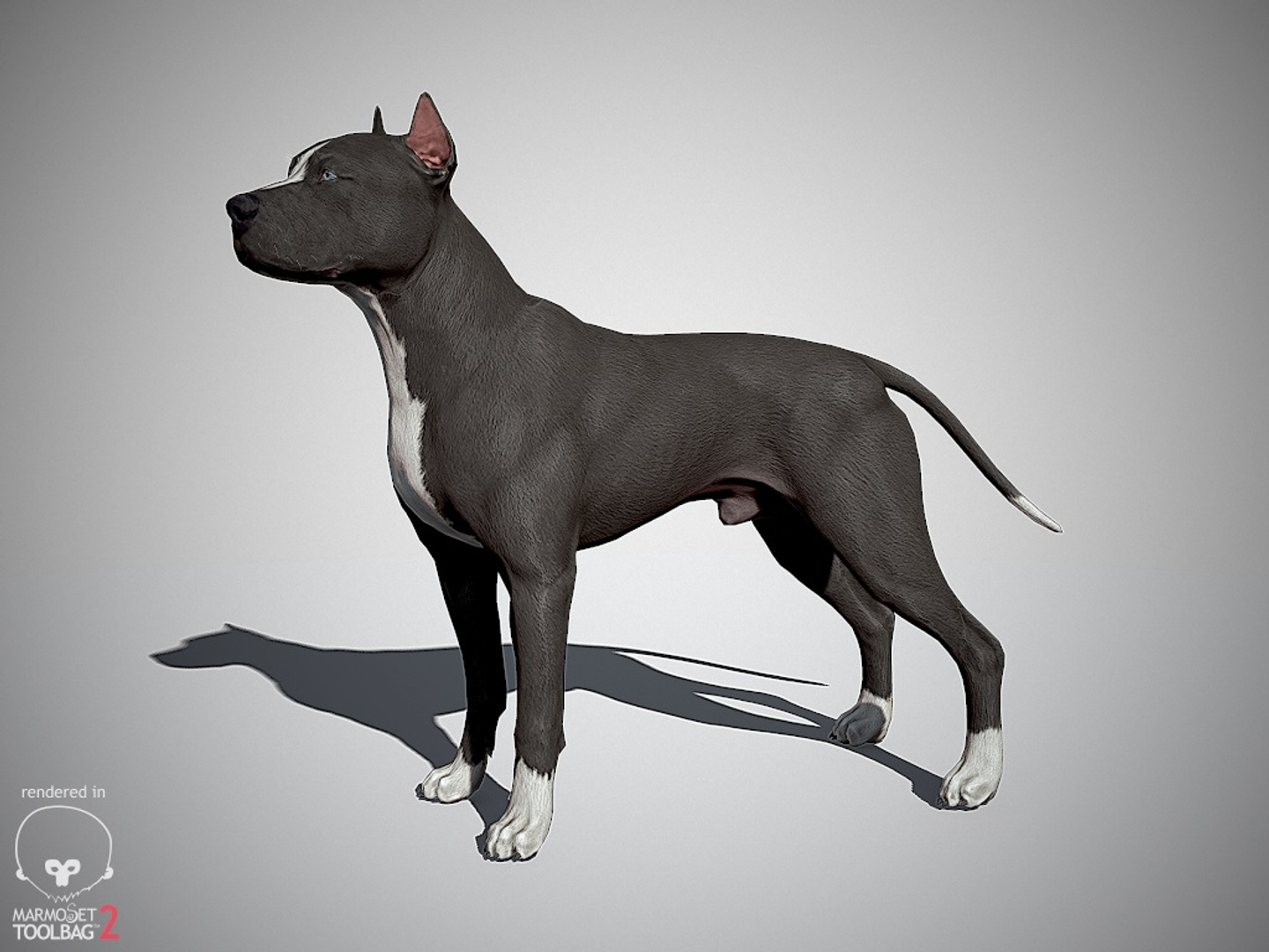 3ds guard dog pack https://p.turbosquid.com/ts-thumb/Ex/GFacbU/xO2KjFwq/pitbull_by_alexlashko_marmoset/jpg/1472647166/1920x1080/turn_fit_q99/5e8a2f210c9ea8b8dea6d4def781abecf7c2f7dc/pitbull_by_alexlashko_marmoset-1.jpg