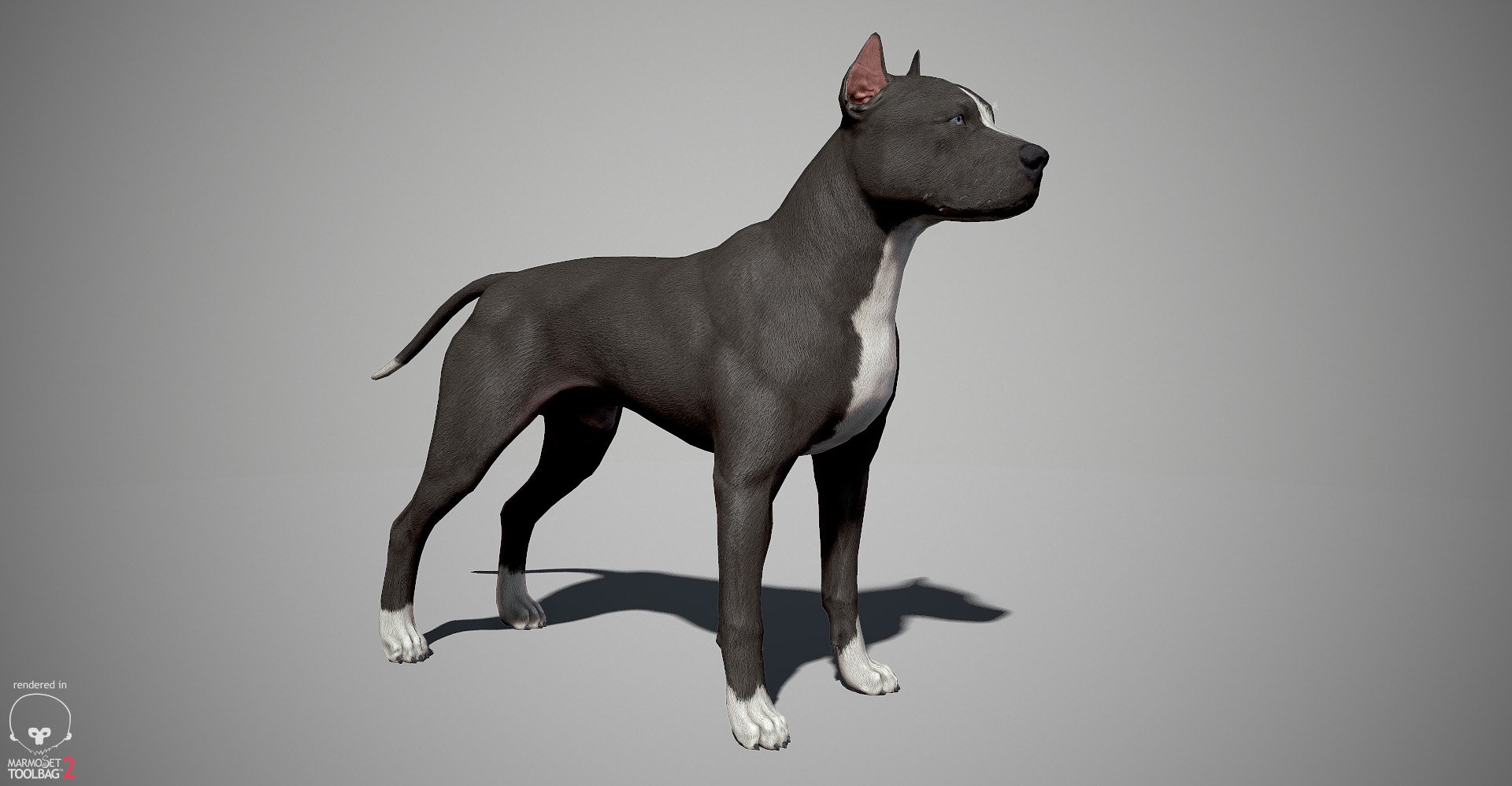 3ds guard dog pack https://p.turbosquid.com/ts-thumb/Ex/GFacbU/z7DVvgVT/pitbull_by_alexlashk_marmoset_01/jpg/1472646618/1920x1080/fit_q87/fb7631cffb3dcd97e6b2fa7b6b0fd11568671602/pitbull_by_alexlashk_marmoset_01.jpg