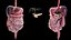 Male Full Anatomy 3D