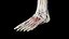 Male Full Anatomy 3D