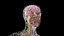 Male Full Anatomy 3D
