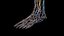 Male Full Anatomy 3D