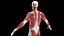 Male Full Anatomy 3D