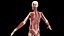 Male Full Anatomy 3D