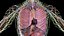 Male Full Anatomy 3D