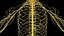 Male Full Anatomy 3D