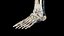 Male Full Anatomy 3D
