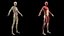 Male Full Anatomy 3D