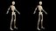 Male Full Anatomy 3D