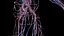 Male Full Anatomy 3D