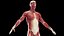 Male Full Anatomy 3D