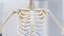 Male Full Anatomy 3D