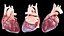 Male Full Anatomy 3D