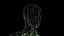 Male Full Anatomy 3D