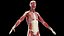 Male Full Anatomy 3D