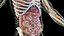 Male Full Anatomy 3D