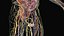 Male Full Anatomy 3D