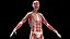 Male Full Anatomy 3D