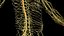 Male Full Anatomy 3D