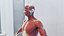 Male Full Anatomy 3D