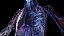 Male Full Anatomy 3D