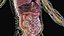Male Full Anatomy 3D