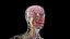 Male Full Anatomy 3D