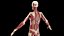 Male Full Anatomy 3D