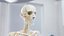 Male Full Anatomy 3D