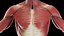 Male Full Anatomy 3D
