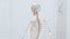 Male Full Anatomy 3D