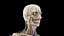 Male Full Anatomy 3D