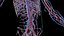 Male Full Anatomy 3D
