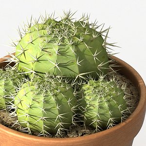 3d model barrel cactus