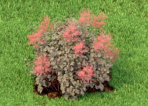 3D flowering coggygria model