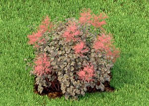 cotinus coggygria